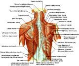 Anatomie: buikwand,rug,rugspier,buikspier,musculus obliquus,musculus transversus,musculus rectus,Poupart,ligamentum inguinalis,lattisimus dorsi,a. epigastrica,serratus anterior,trapezius,gluteus,teres major,teres minor,rhomboideus,supraspinatus,infraspinatus,levetor scapulae